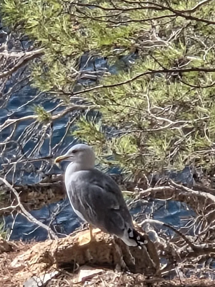 Gaviota entre los pinos del Camí de Ronda