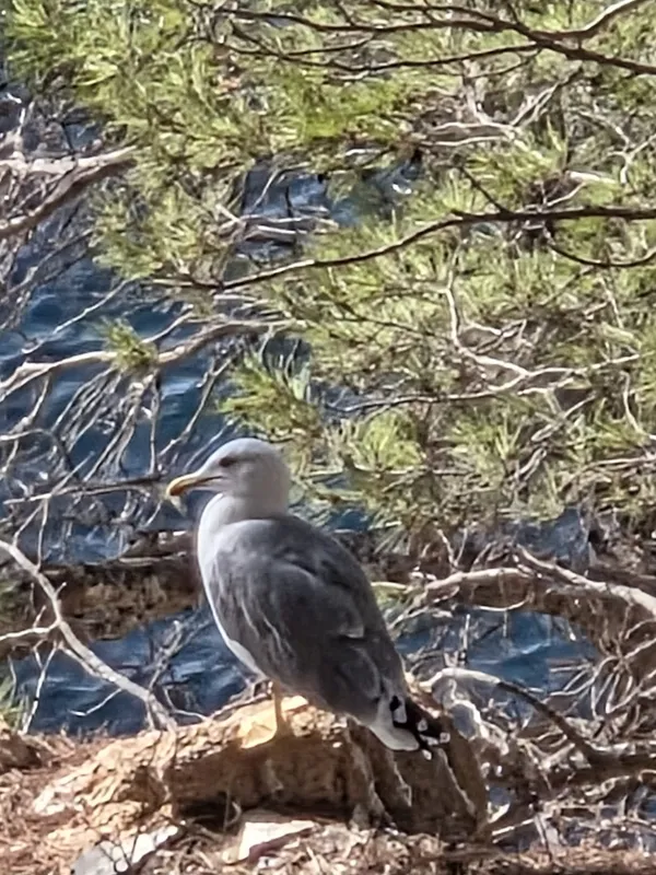 Gaviota entre los pinos del Camí de Ronda