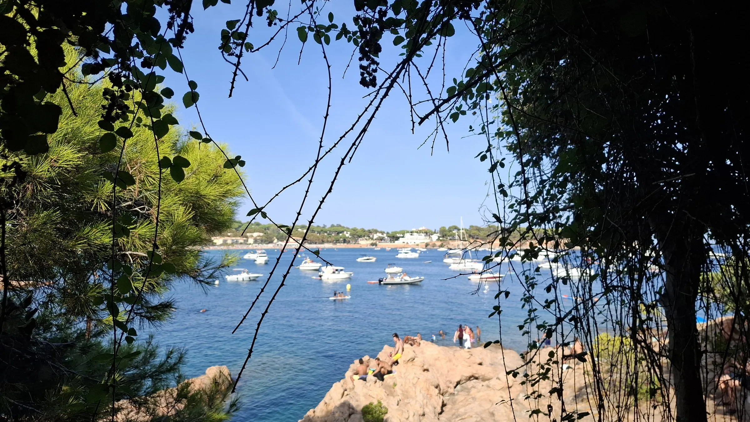 La Platja de Sant Pol vista entre los pinos